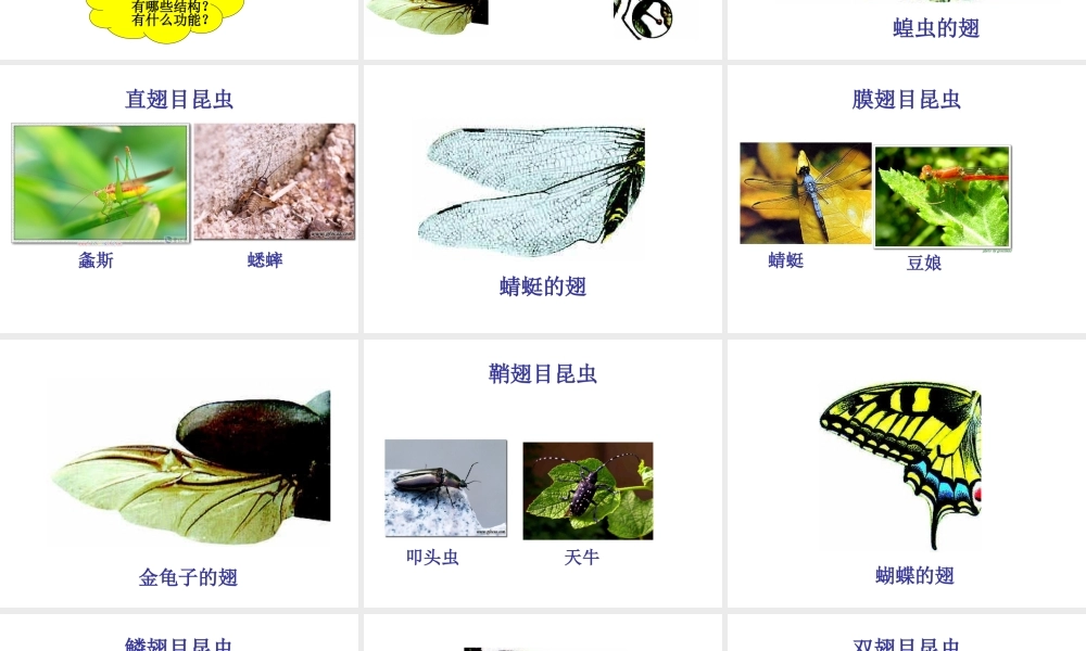 八年级生物上册 昆虫-外国语卫素琴课件 人教新课标版