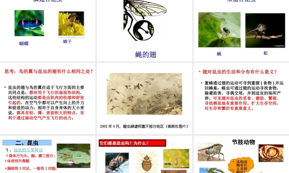 八年级生物上册 昆虫-外国语卫素琴课件 人教新课标版