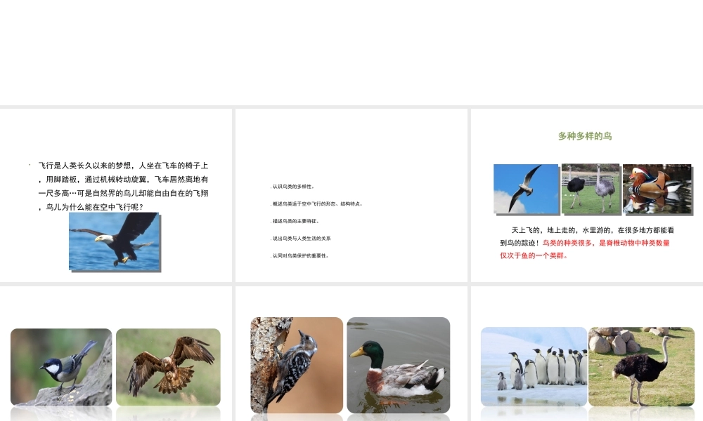 八年级生物上册 7.1.6 鸟类课件 鲁科版五四制-鲁科级上册生物课件
