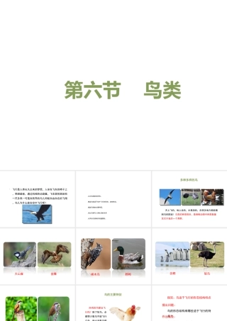 八年级生物上册 7.1.6 鸟类课件 鲁科版五四制-鲁科级上册生物课件