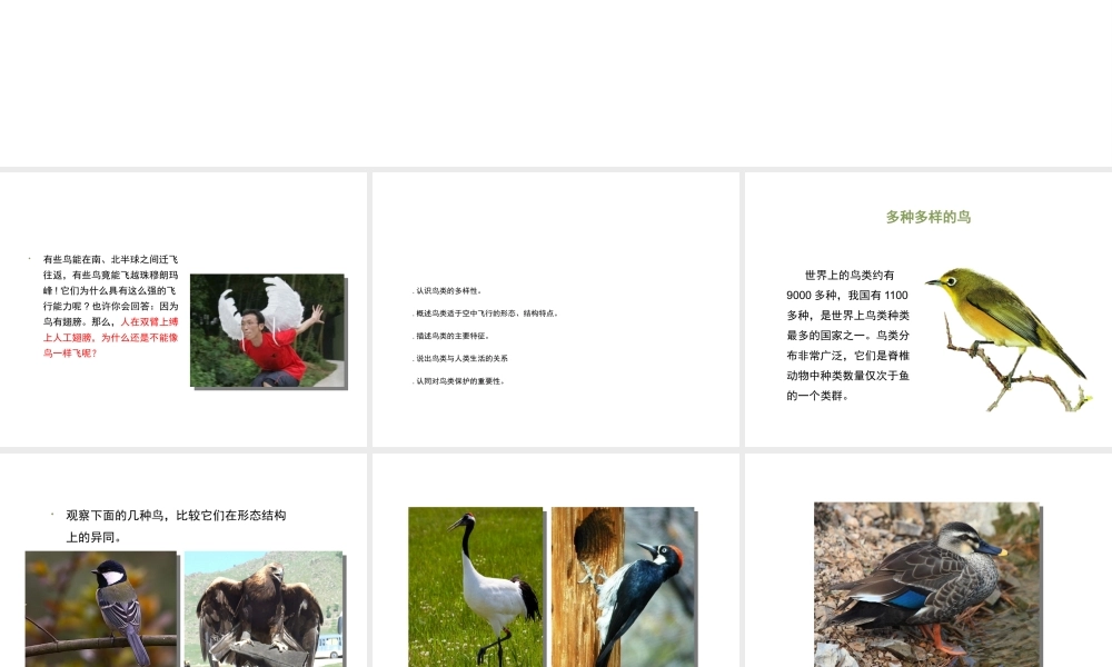 八年级生物上册 7.1.6《鸟类》课件 鲁科版五四制-鲁科版初中八年级上册生物课件