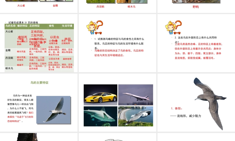 八年级生物上册 7.1.6《鸟类》课件 鲁科版五四制-鲁科版初中八年级上册生物课件