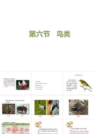 八年级生物上册 7.1.6《鸟类》课件 鲁科版五四制-鲁科版初中八年级上册生物课件