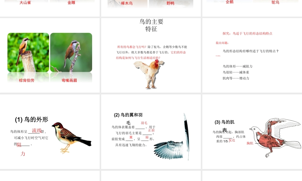 八年级生物上册 5.1.6 鸟教学课件 （新版）新人教版-（新版）新人教版初中八年级上册生物课件