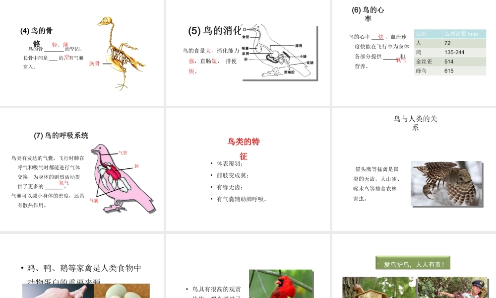 八年级生物上册 5.1.6 鸟教学课件 （新版）新人教版-（新版）新人教版初中八年级上册生物课件