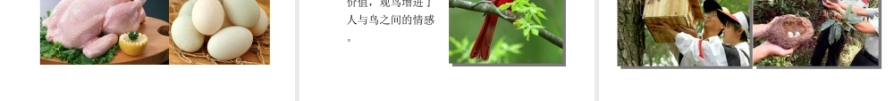 八年级生物上册 5.1.6 鸟教学课件 （新版）新人教版-（新版）新人教版初中八年级上册生物课件