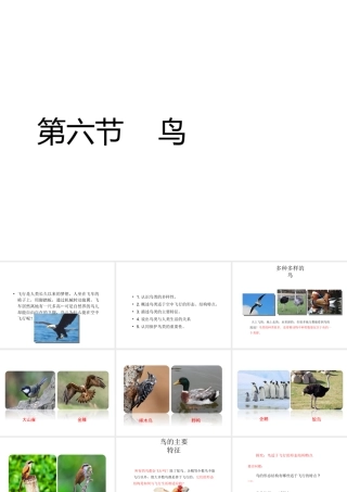 八年级生物上册 5.1.6 鸟教学课件 （新版）新人教版-（新版）新人教版初中八年级上册生物课件