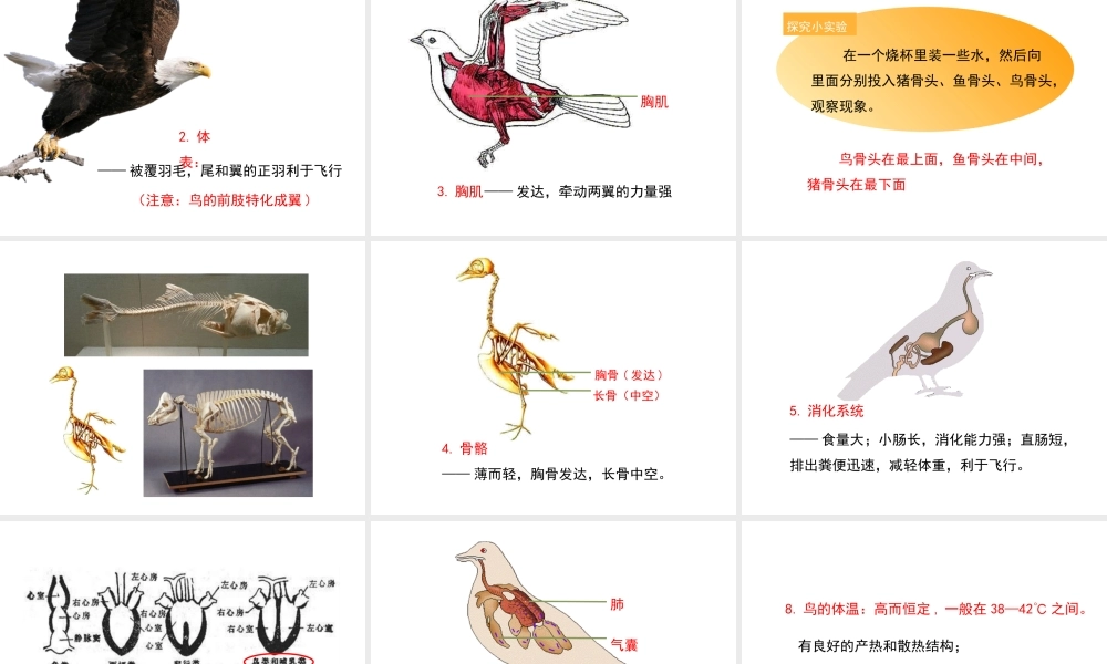 八年级生物上册 7.1.6《鸟类》课件 鲁科版五四制-鲁科级上册生物课件