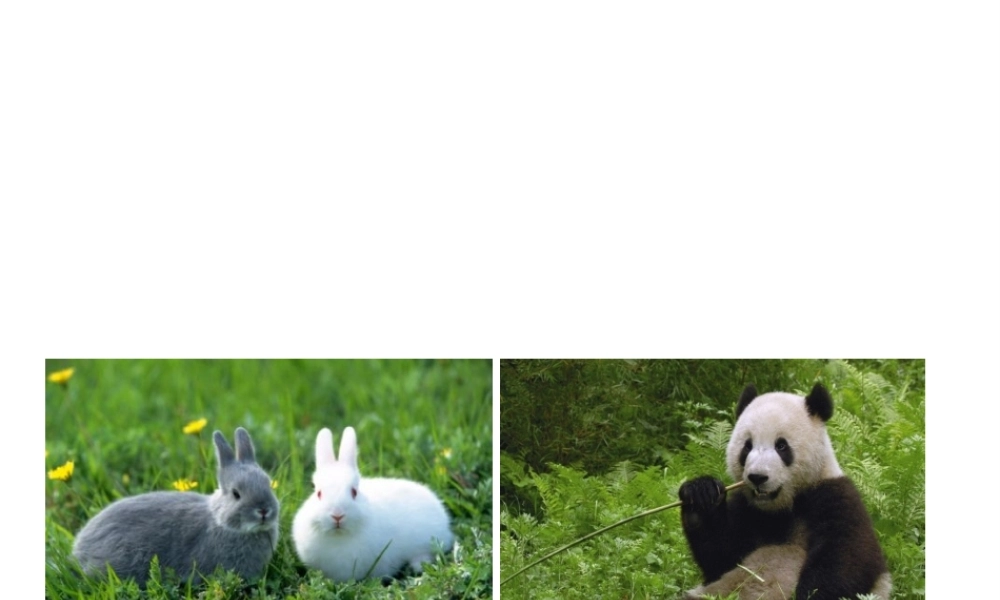 八年级生物上册 5.17 哺乳动物课件 （新版）新人教版-（新版）新人教版初中八年级上册生物课件