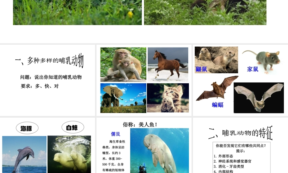 八年级生物上册 5.17 哺乳动物课件 （新版）新人教版-（新版）新人教版初中八年级上册生物课件