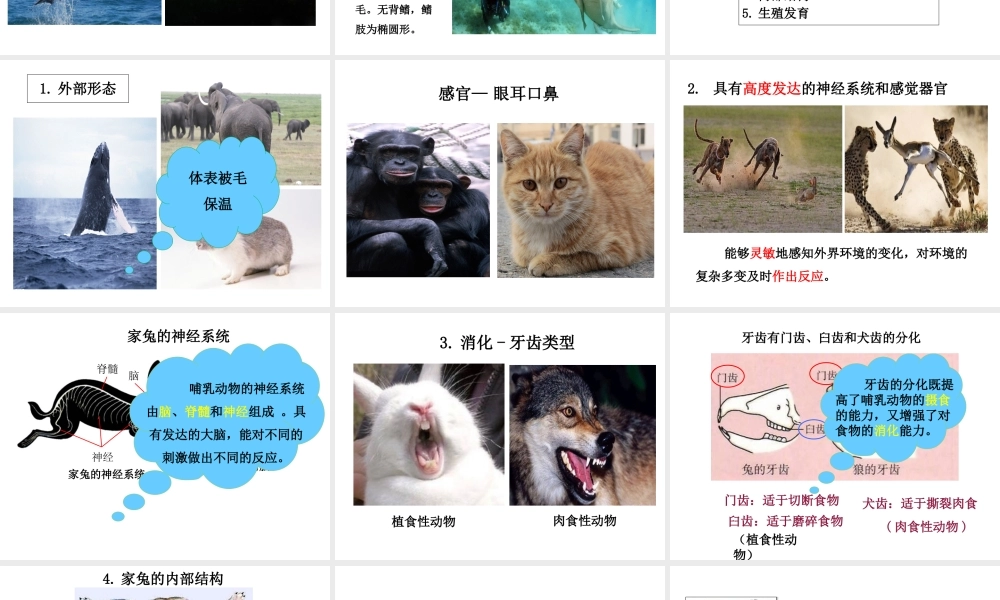 八年级生物上册 5.17 哺乳动物课件 （新版）新人教版-（新版）新人教版初中八年级上册生物课件