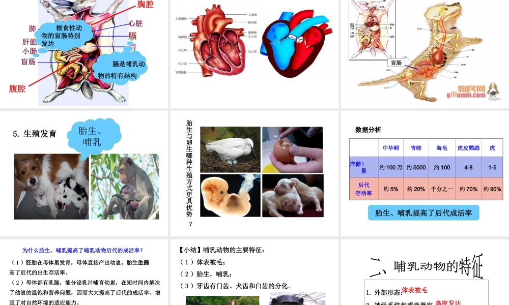 八年级生物上册 5.17 哺乳动物课件 （新版）新人教版-（新版）新人教版初中八年级上册生物课件