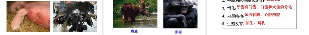 八年级生物上册 5.17 哺乳动物课件 （新版）新人教版-（新版）新人教版初中八年级上册生物课件