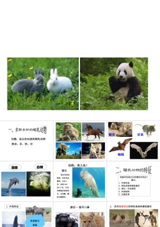 八年级生物上册 5.17 哺乳动物课件 （新版）新人教版-（新版）新人教版初中八年级上册生物课件