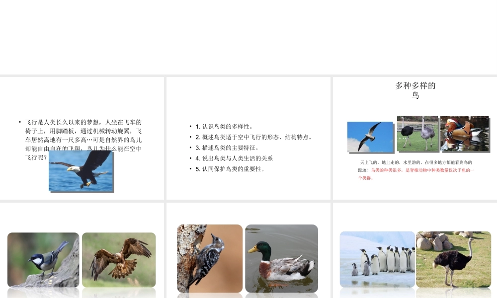 八年级生物上册 5.1.6 鸟教学课件 （新版）新人教版-（新版）新人教级上册生物课件