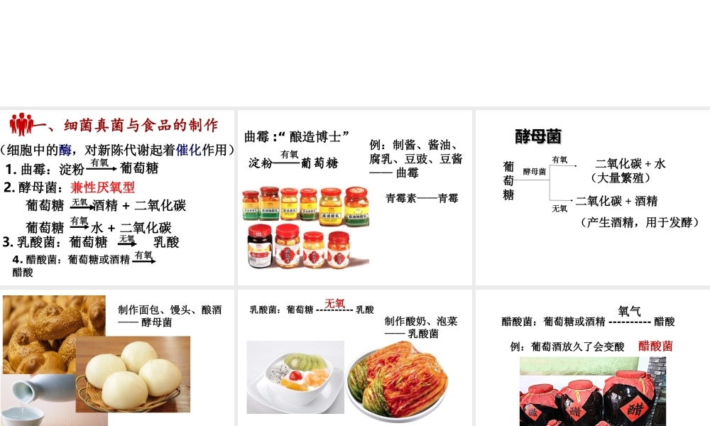 八年级生物上册 5.4.5《人类对细菌和真菌的利用》课件3 （新版）新人教版-（新版）新人教版初中八年级上册生物课件