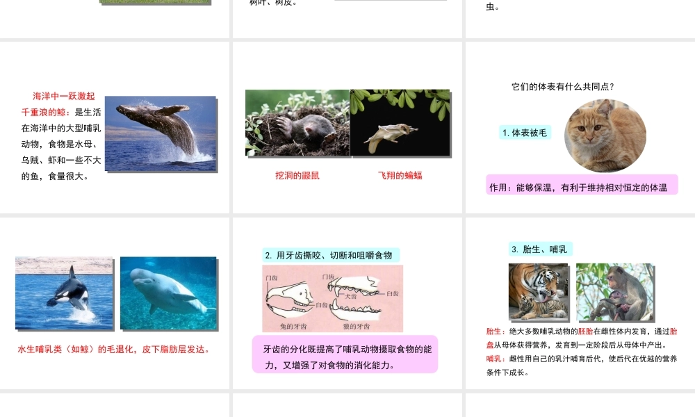 八年级生物上册 7.1.7《哺乳类》课件 鲁科版五四制-鲁科级上册生物课件