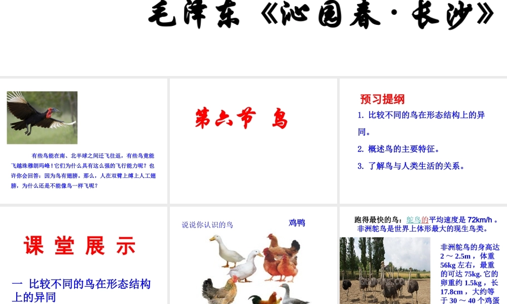 八年级生物上册 5.1.6 鸟课件 （新版）新人教版-（新版）新人教版初中八年级上册生物课件
