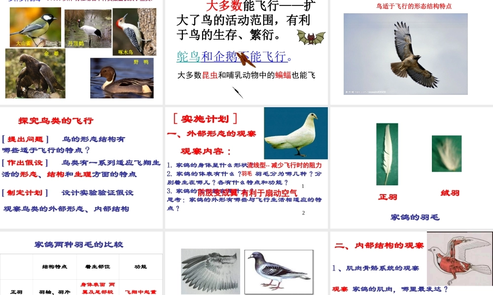 八年级生物上册 5.1.6 鸟课件 （新版）新人教版-（新版）新人教版初中八年级上册生物课件