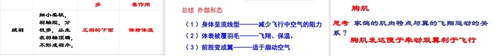 八年级生物上册 5.1.6 鸟课件 （新版）新人教版-（新版）新人教版初中八年级上册生物课件