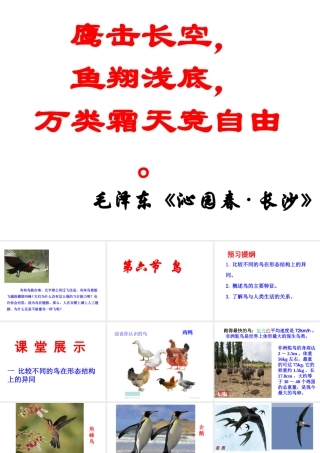 八年级生物上册 5.1.6 鸟课件 （新版）新人教版-（新版）新人教版初中八年级上册生物课件