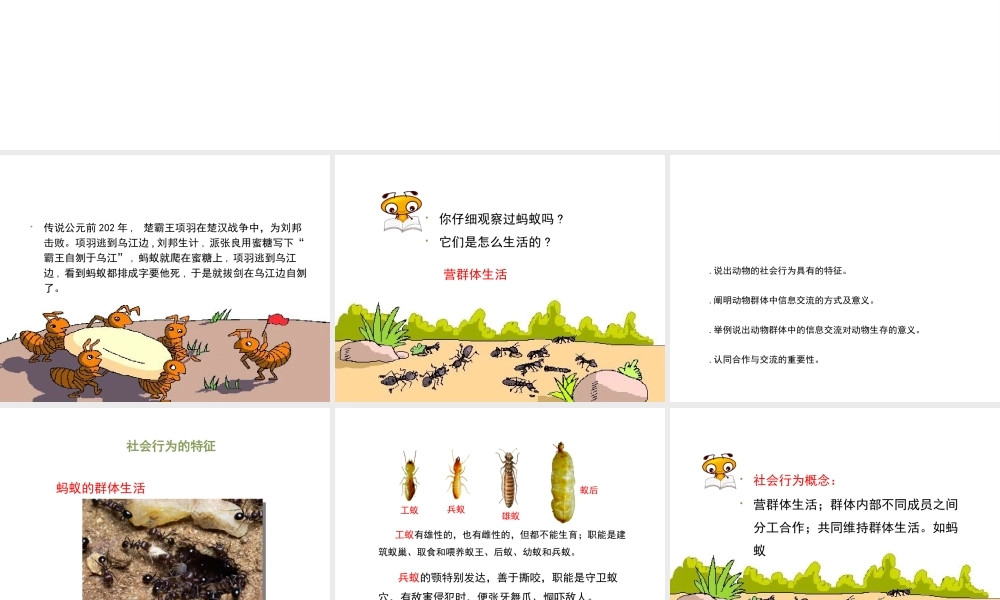 八年级生物上册 7.2.1《社会行为》课件 鲁科版五四制-鲁科版初中八年级上册生物课件