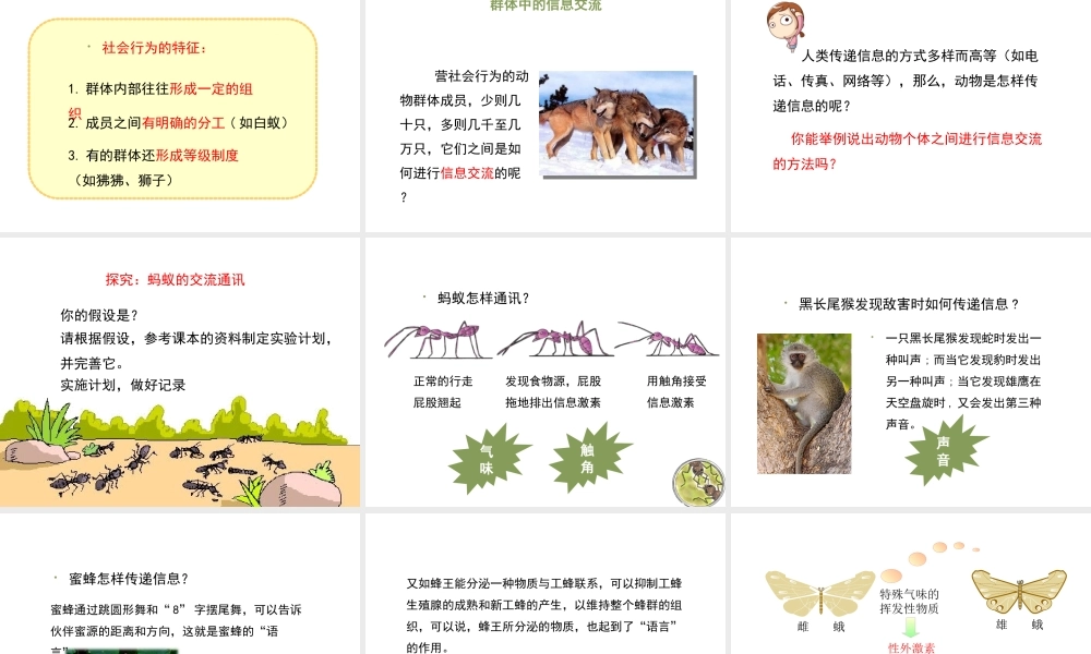 八年级生物上册 7.2.1《社会行为》课件 鲁科版五四制-鲁科版初中八年级上册生物课件