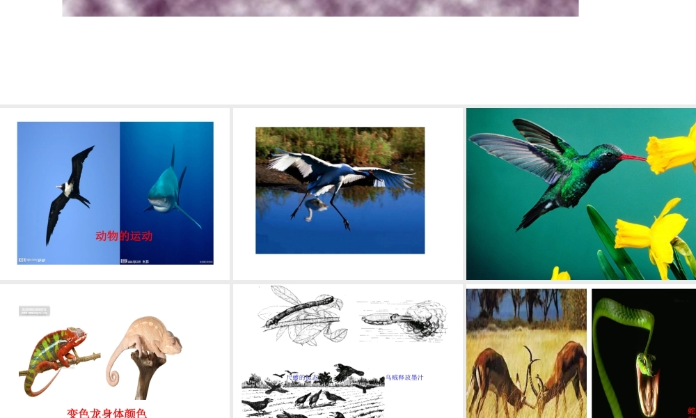 八年级生物上册 第1节 先天性行为和后天学习行为课件 北师大版