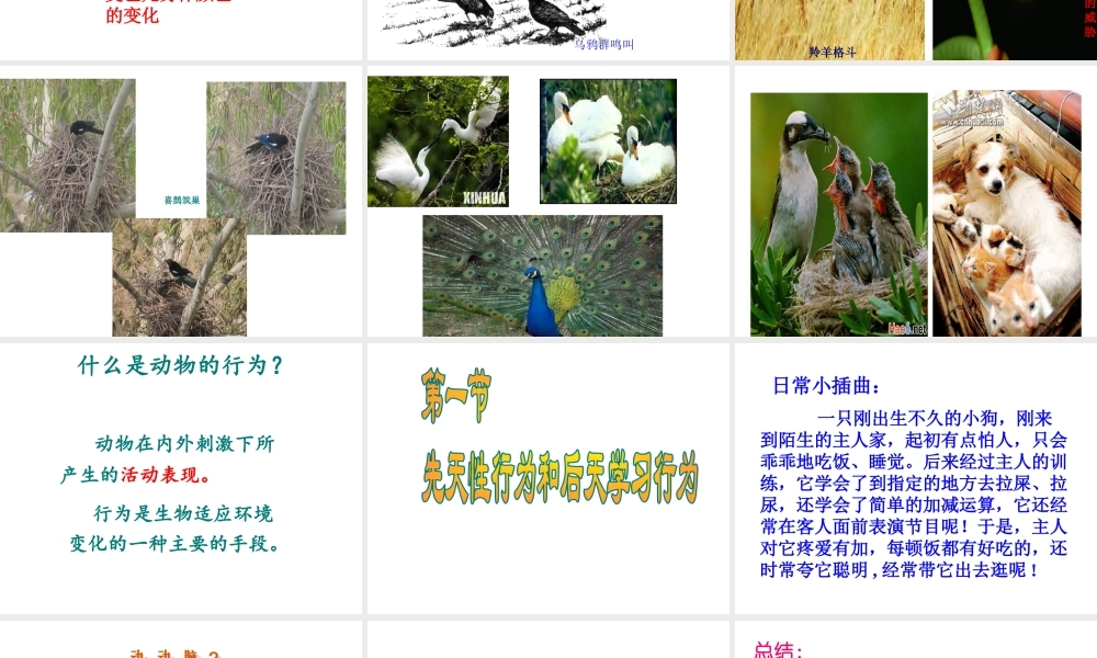 八年级生物上册 第1节 先天性行为和后天学习行为课件 北师大版