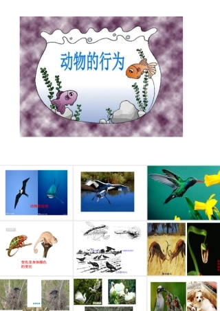 八年级生物上册 第1节 先天性行为和后天学习行为课件 北师大版