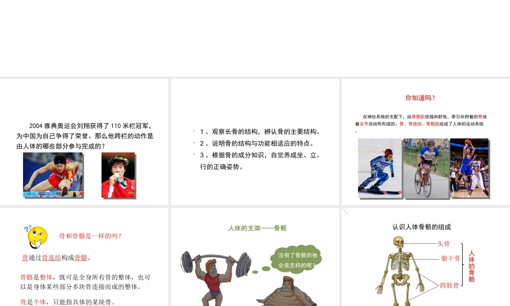 八年级生物上册 6.17.1《人体的运动》第1课时课件 （新版）苏科版-（新版）苏科版初中八年级上册生物课件