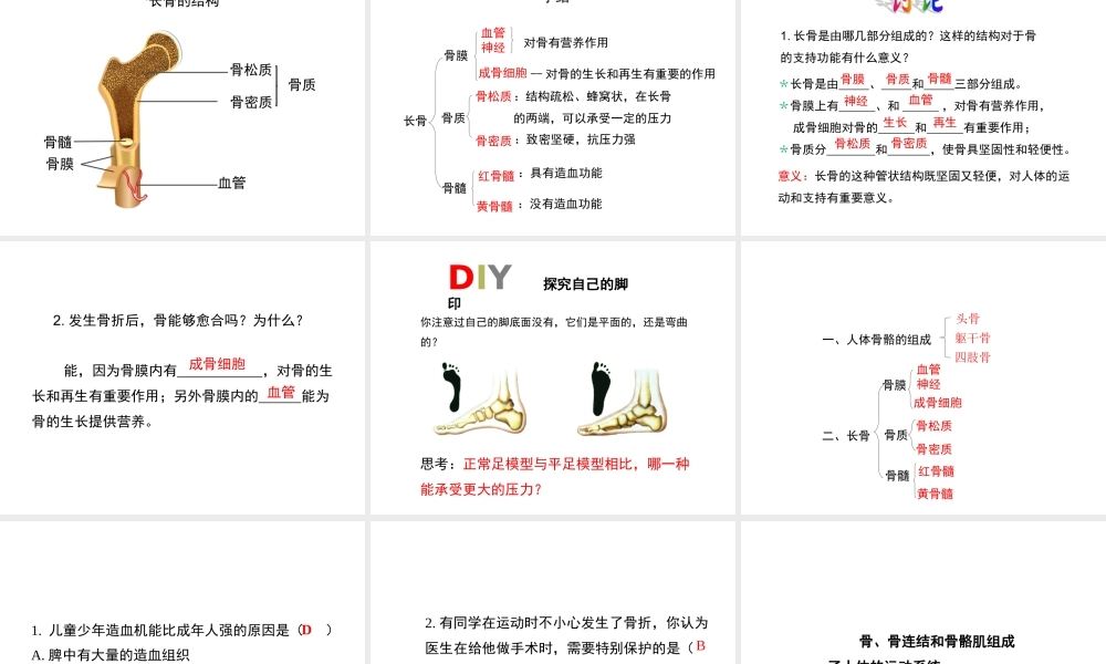 八年级生物上册 6.17.1《人体的运动》第1课时课件 （新版）苏科版-（新版）苏科版初中八年级上册生物课件