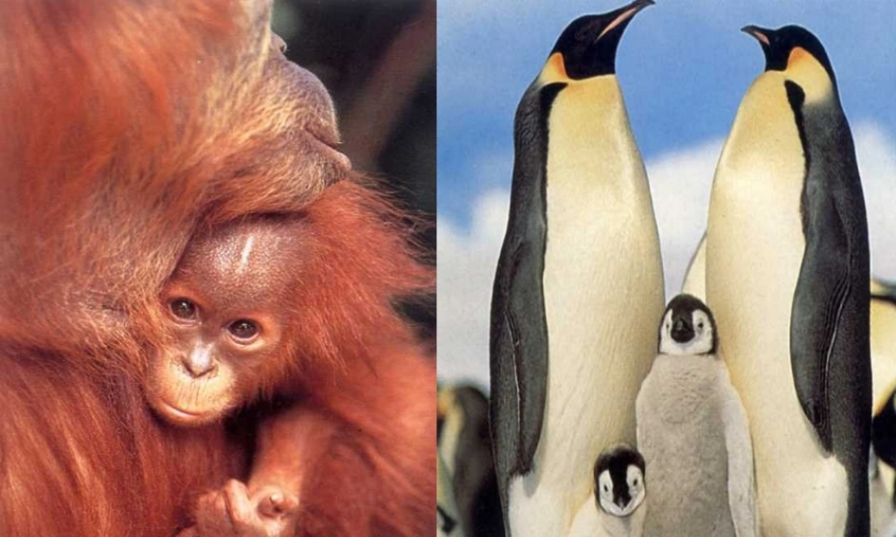 八年级生物上册 第1节 遗传和变异的现象公开课课件 北师大版