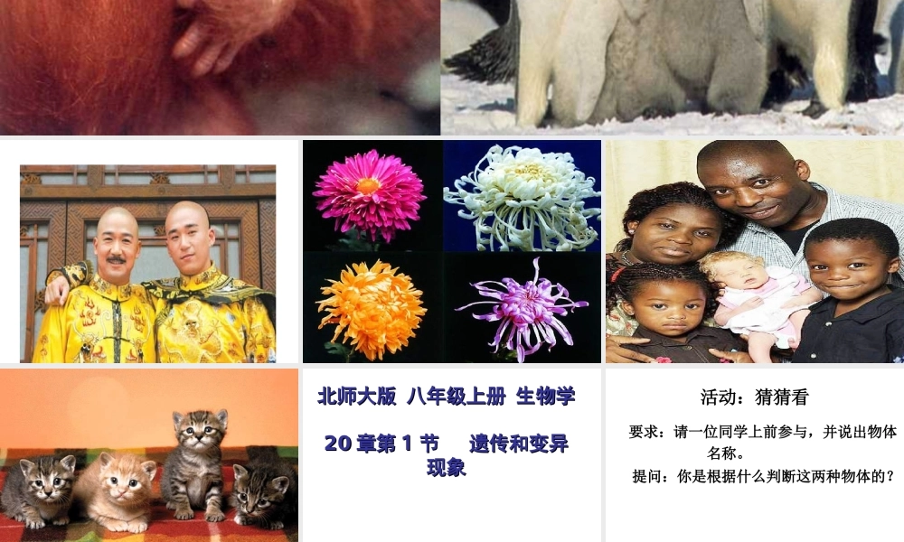 八年级生物上册 第1节 遗传和变异的现象公开课课件 北师大版