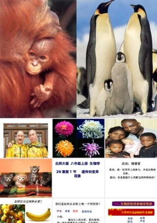 八年级生物上册 第1节 遗传和变异的现象公开课课件 北师大版