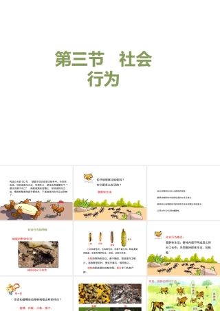 八年级生物上册 7.2.1《社会行为》课件 鲁科版五四制-鲁科级上册生物课件