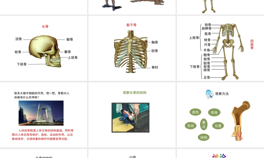 八年级生物上册 6.17.1《人体的运动》第1课时课件 （新版）苏科版-（新版）苏科级上册生物课件