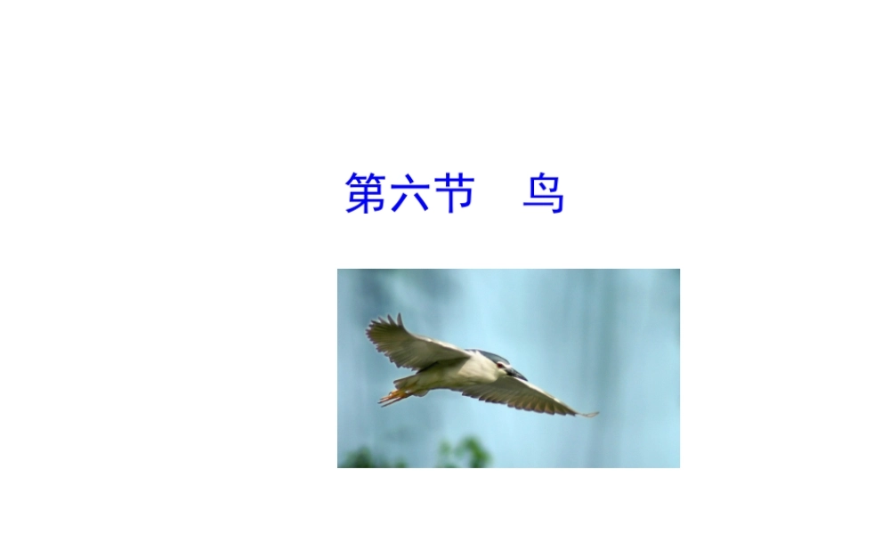 八年级生物上册 5.1.6 鸟课件 （新版）新人教版