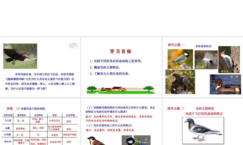 八年级生物上册 5.1.6 鸟课件 （新版）新人教版