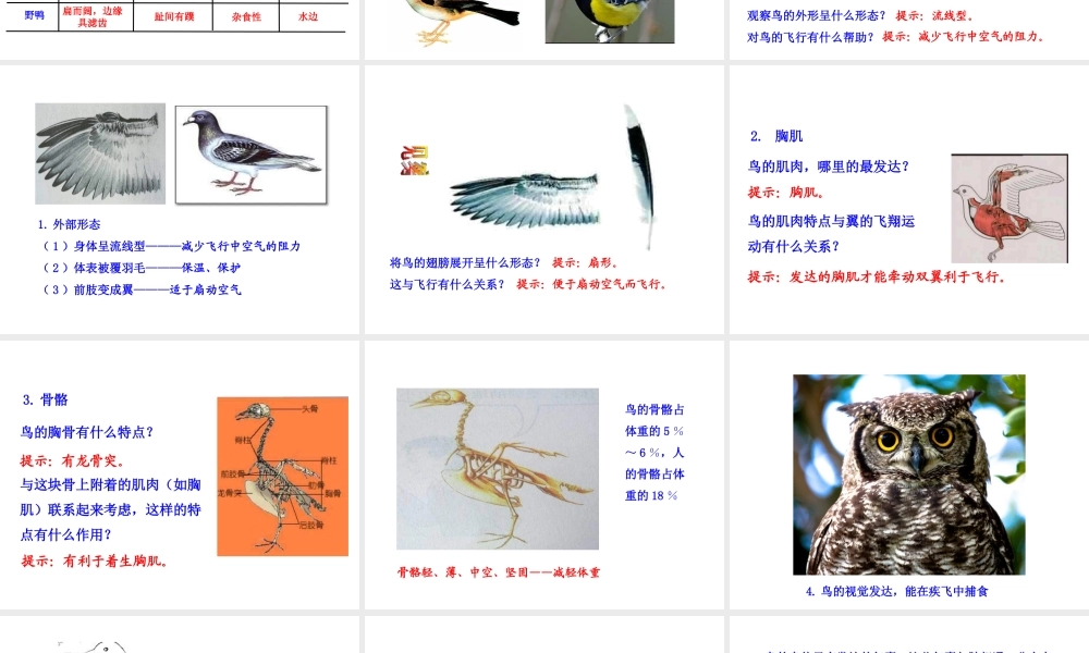 八年级生物上册 5.1.6 鸟课件 （新版）新人教版