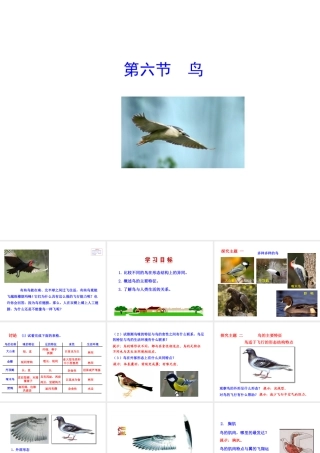 八年级生物上册 5.1.6 鸟课件 （新版）新人教版