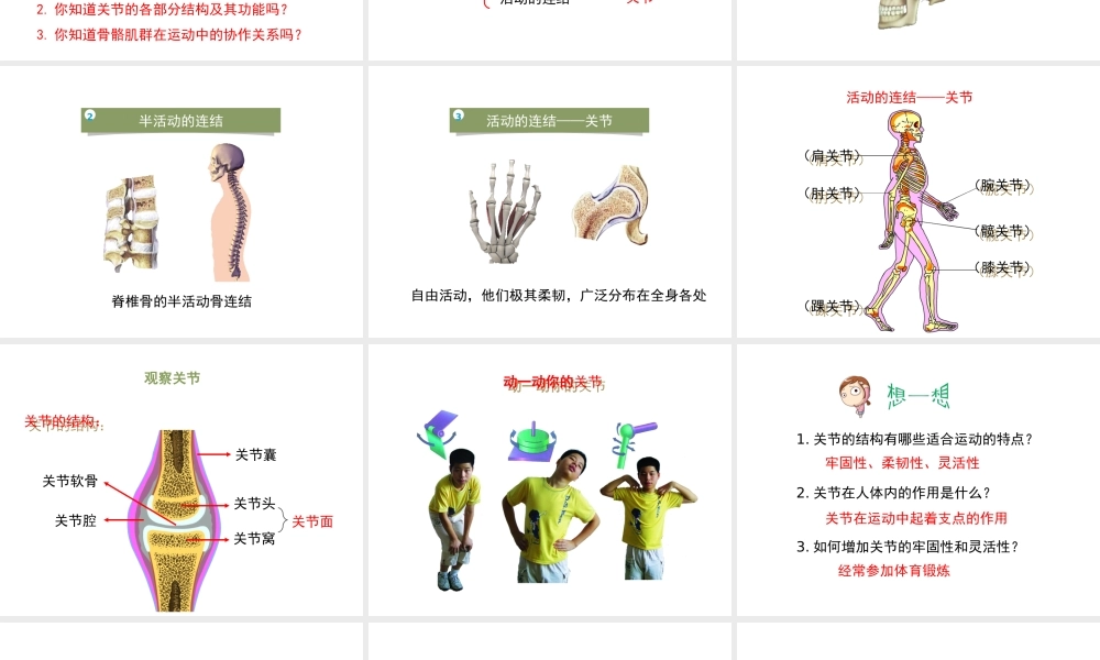 八年级生物上册 6.17.1《人体的运动》第2课时课件 （新版）苏科版-（新版）苏科版初中八年级上册生物课件