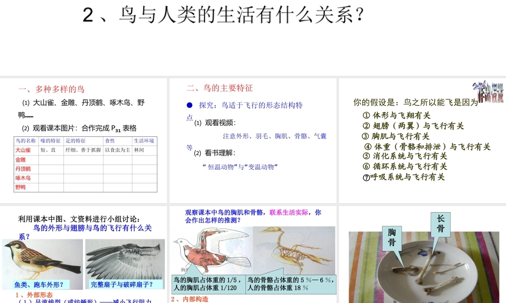 八年级生物上册 5.1.6 鸟课件1 （新版）新人教版-（新版）新人教版初中八年级上册生物课件