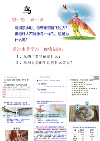 八年级生物上册 5.1.6 鸟课件1 （新版）新人教版-（新版）新人教版初中八年级上册生物课件