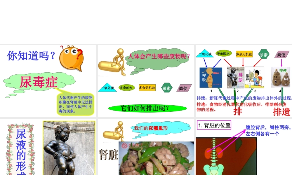 八年级生物上册 第2节 人体内废物的排出课件 苏科版