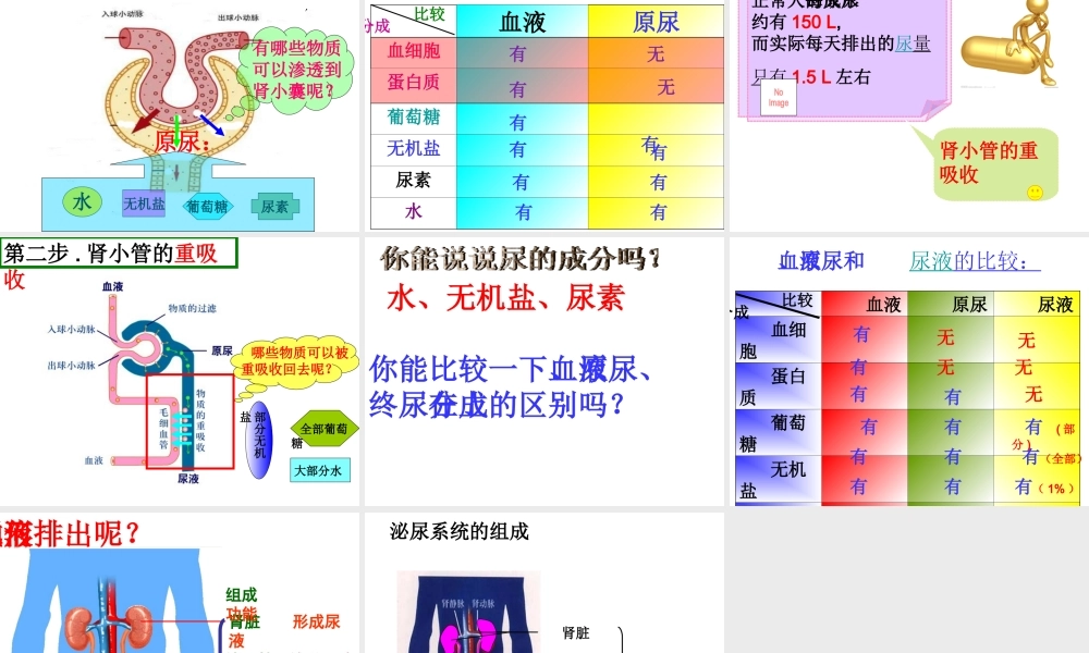 八年级生物上册 第2节 人体内废物的排出课件 苏科版