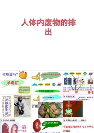 八年级生物上册 第2节 人体内废物的排出课件 苏科版