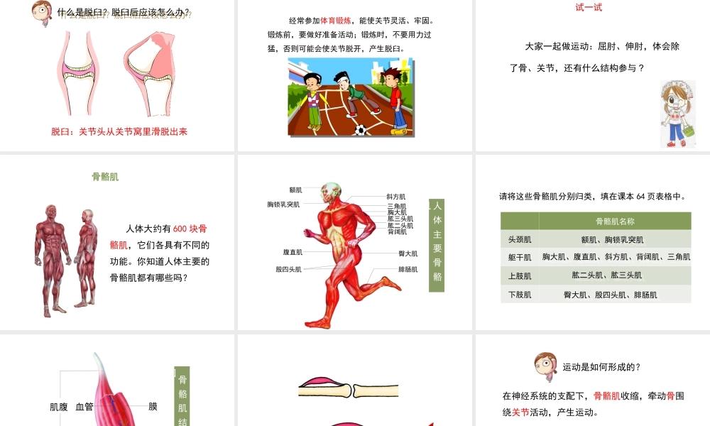 八年级生物上册 6.17.1《人体的运动》第2课时课件 （新版）苏科版-（新版）苏科级上册生物课件