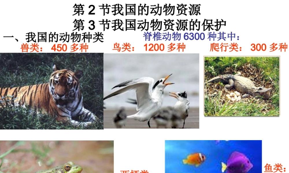八年级生物上册 第2节 我国动物资源及保护课件 北师大版