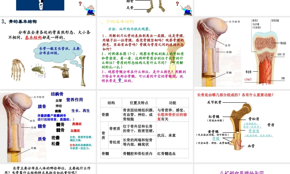 八年级生物上册 6.17.1《人体的运动》课件 （新版）苏科版-（新版）苏科版初中八年级上册生物课件